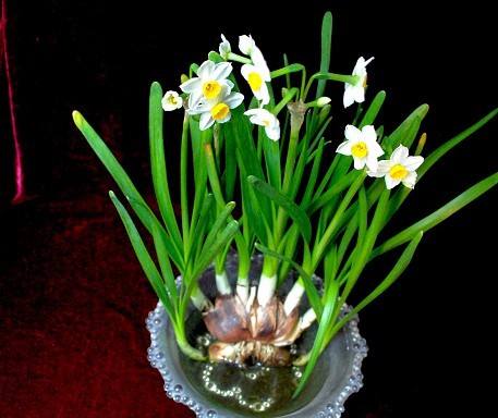 我最喜歡的水仙花(200字)