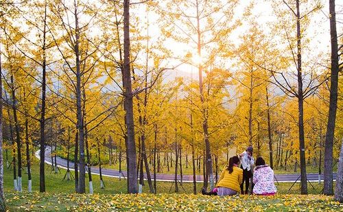 深秋的銀杏林（600字）